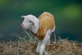 ABMANPP - ANIMALS - DIGITAL DOWNLOAD