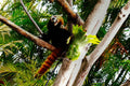 ABMANPP - ANIMALS - DIGITAL DOWNLOAD