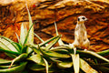 ABMANPP - ANIMALS - DIGITAL DOWNLOAD
