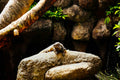 ABMANPP - ANIMALS - DIGITAL DOWNLOAD