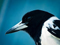 ABMANPP - ANIMALS - DIGITAL DOWNLOAD