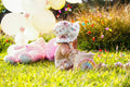 ABMANPP - BIRTHDAYS - DIGITAL DOWNLOAD