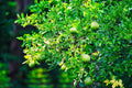 ABMANPP - NATURE - DIGITAL DOWNLOAD
