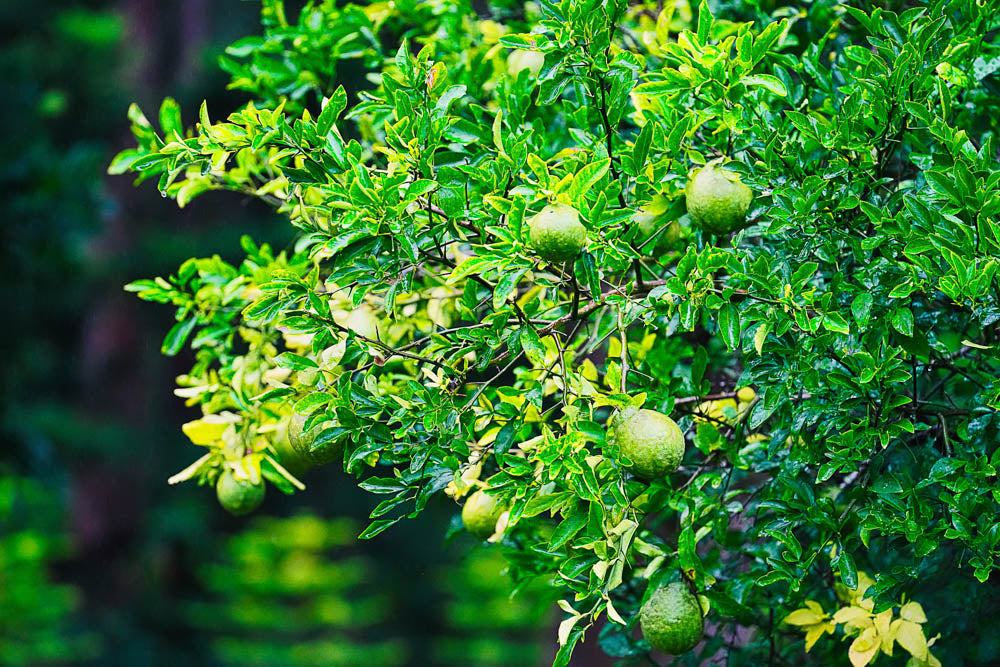 ABMANPP - NATURE - DIGITAL DOWNLOAD