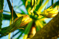 ABMANPP - NATURE - DIGITAL DOWNLOAD