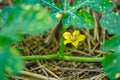 ABMANPP - NATURE - DIGITAL DOWNLOAD