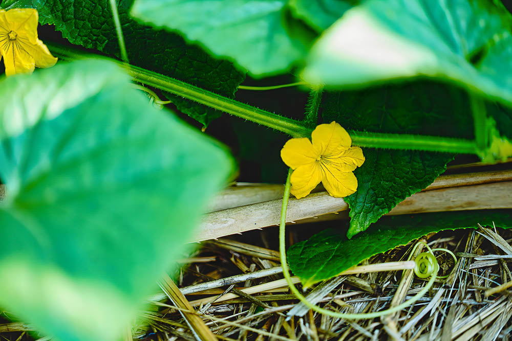ABMANPP - NATURE - DIGITAL DOWNLOAD