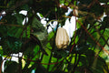 ABMANPP - NATURE - DIGITAL DOWNLOAD