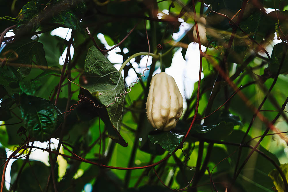 ABMANPP - NATURE - DIGITAL DOWNLOAD