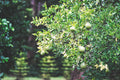ABMANPP - NATURE - DIGITAL DOWNLOAD