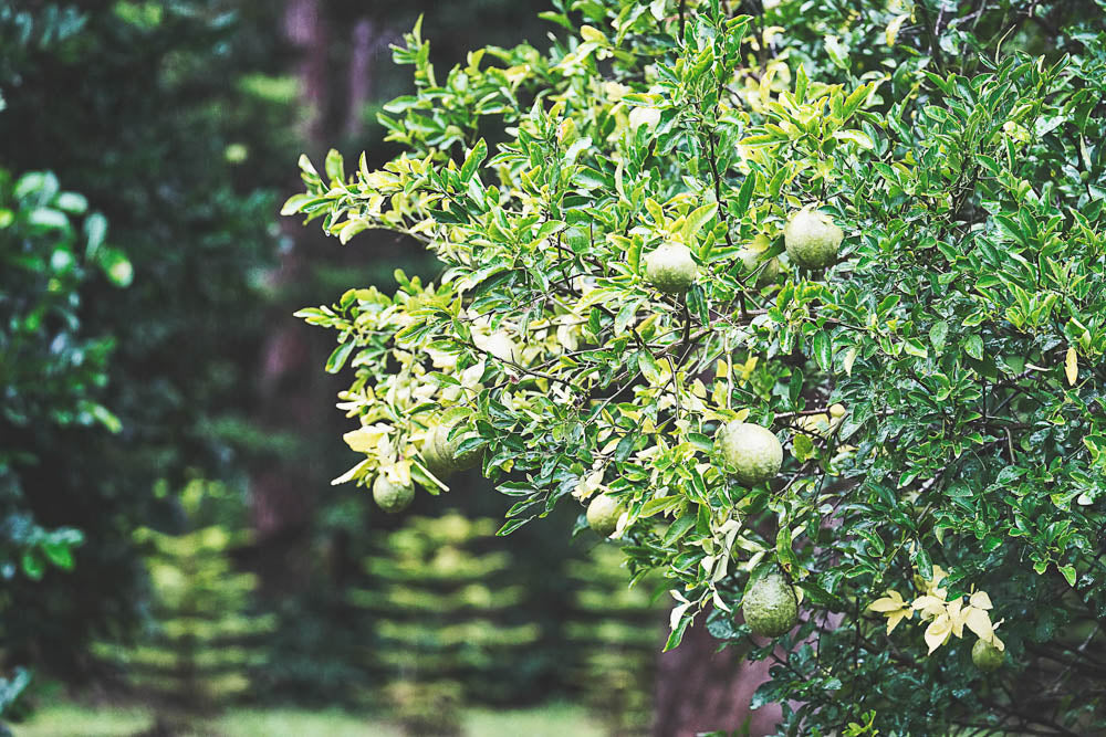 ABMANPP - NATURE - DIGITAL DOWNLOAD
