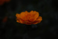 ABMANPP - NATURE - DIGITAL DOWNLOAD