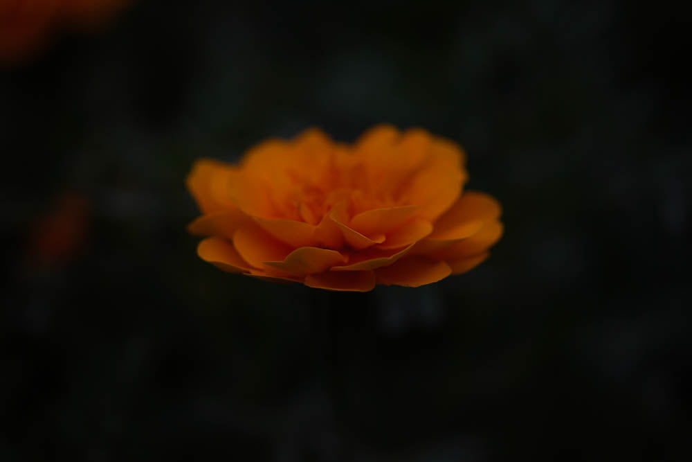 ABMANPP - NATURE - DIGITAL DOWNLOAD