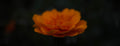 ABMANPP - NATURE - DIGITAL DOWNLOAD