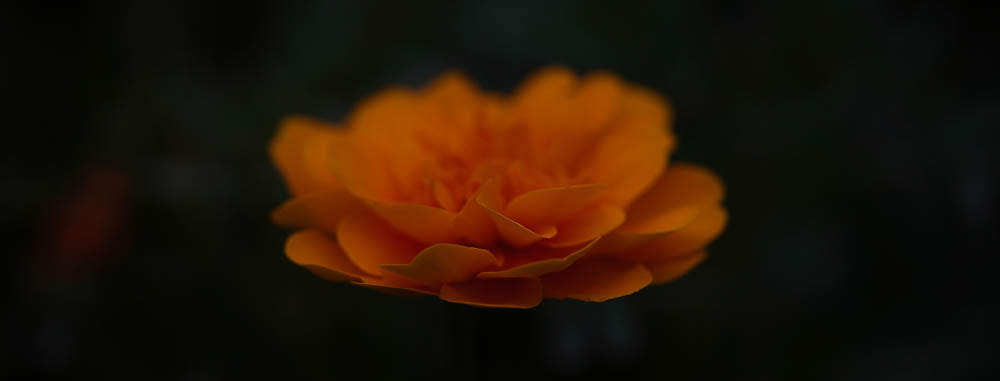 ABMANPP - NATURE - DIGITAL DOWNLOAD