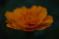 ABMANPP - NATURE - DIGITAL DOWNLOAD