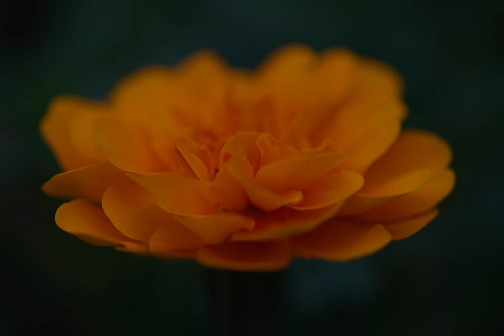 ABMANPP - NATURE - DIGITAL DOWNLOAD