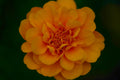 ABMANPP - NATURE - DIGITAL DOWNLOAD