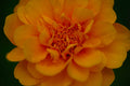 ABMANPP - NATURE - DIGITAL DOWNLOAD