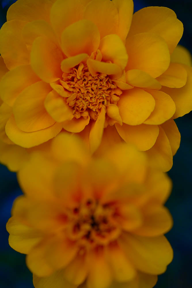ABMANPP - NATURE - DIGITAL DOWNLOAD