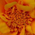 ABMANPP - NATURE - DIGITAL DOWNLOAD