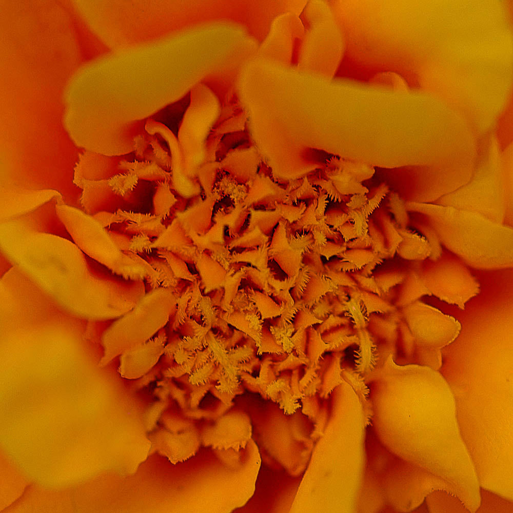 ABMANPP - NATURE - DIGITAL DOWNLOAD