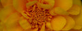 ABMANPP - NATURE - DIGITAL DOWNLOAD
