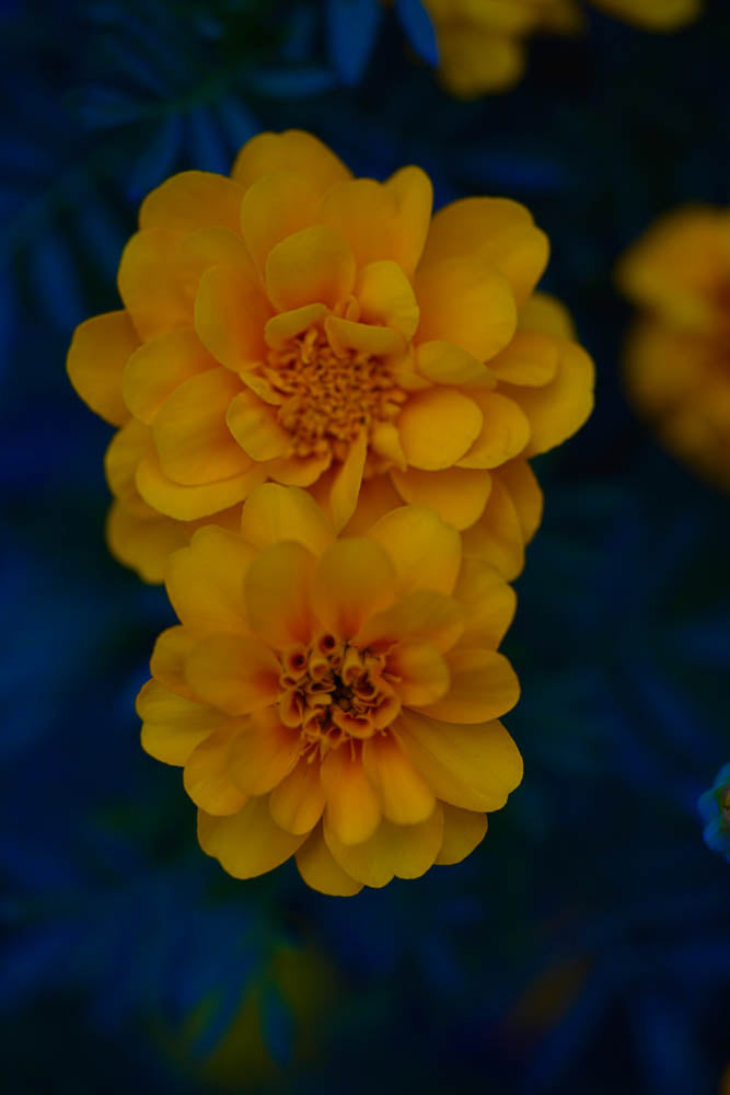 ABMANPP - NATURE - DIGITAL DOWNLOAD