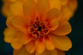 ABMANPP - NATURE - DIGITAL DOWNLOAD (Copy)