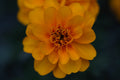 ABMANPP - NATURE - DIGITAL DOWNLOAD