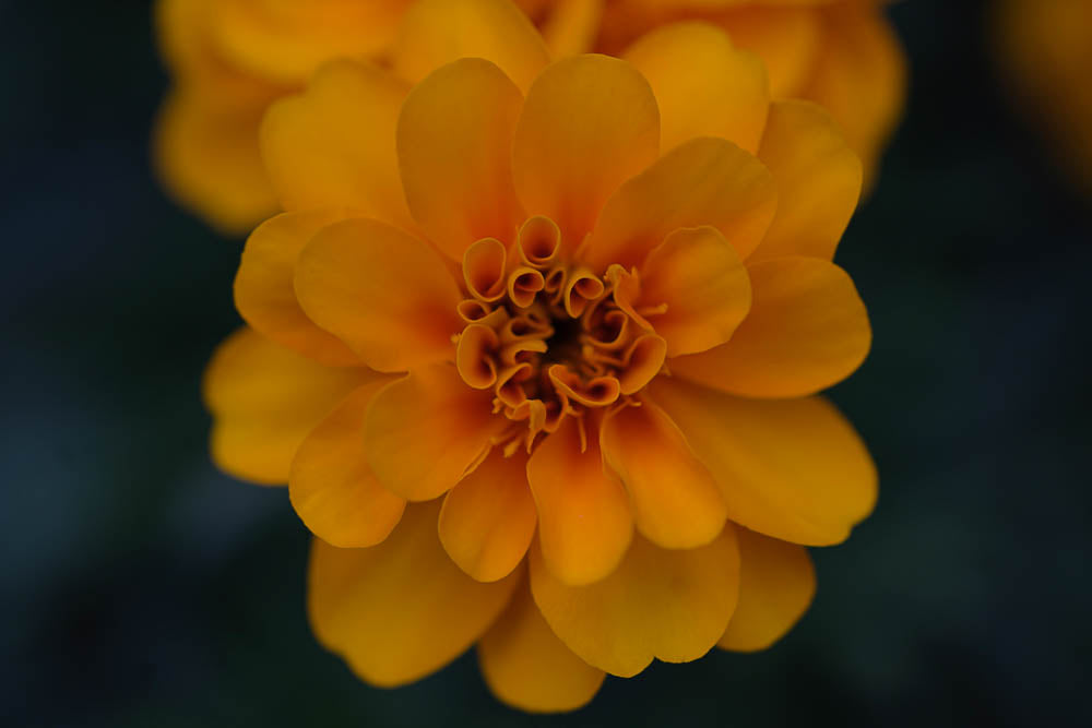 ABMANPP - NATURE - DIGITAL DOWNLOAD