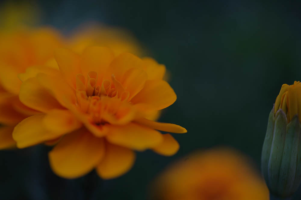 ABMANPP - NATURE - DIGITAL DOWNLOAD