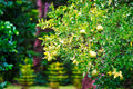 ABMANPP - NATURE - DIGITAL DOWNLOAD
