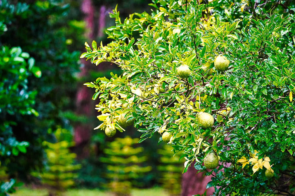 ABMANPP - NATURE - DIGITAL DOWNLOAD