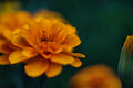 ABMANPP - NATURE - DIGITAL DOWNLOAD
