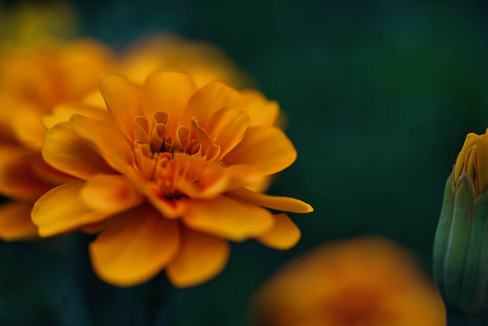 ABMANPP - NATURE - DIGITAL DOWNLOAD