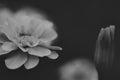 ABMANPP - NATURE - DIGITAL DOWNLOAD