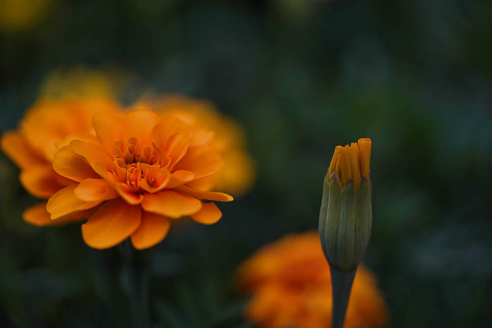 ABMANPP - NATURE - DIGITAL DOWNLOAD