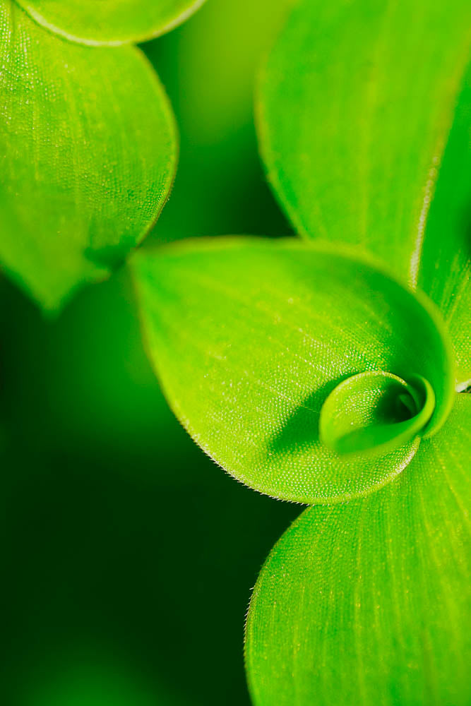 ABMANPP - NATURE - DIGITAL DOWNLOAD