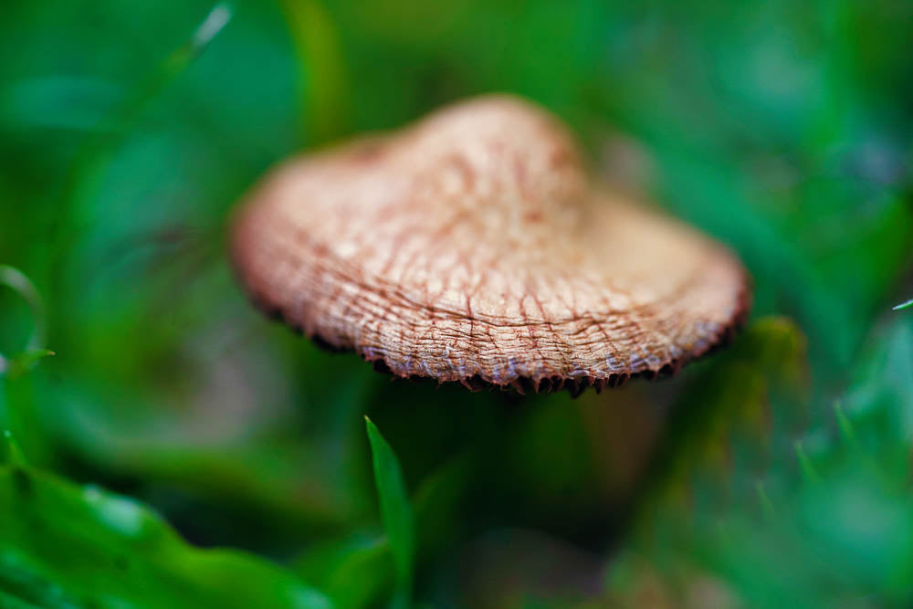 ABMANPP - NATURE - DIGITAL DOWNLOAD