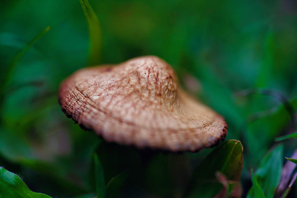 ABMANPP - NATURE - DIGITAL DOWNLOAD