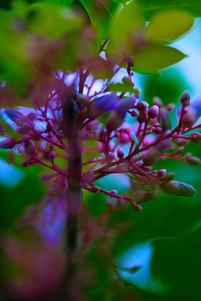 ABMANPP - NATURE - DIGITAL DOWNLOAD