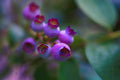 ABMANPP - NATURE - DIGITAL DOWNLOAD