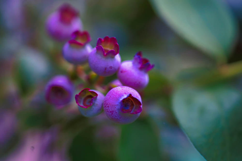 ABMANPP - NATURE - DIGITAL DOWNLOAD