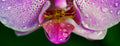 ABMANPP - NATURE - DIGITAL DOWNLOAD