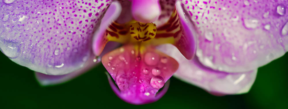 ABMANPP - NATURE - DIGITAL DOWNLOAD