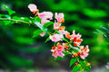 ABMANPP - NATURE - DIGITAL DOWNLOAD