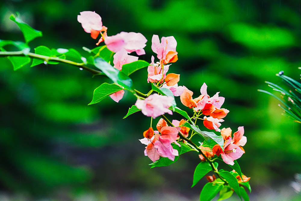 ABMANPP - NATURE - DIGITAL DOWNLOAD