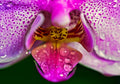 ABMANPP - NATURE - DIGITAL DOWNLOAD