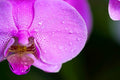 ABMANPP - NATURE - DIGITAL DOWNLOAD